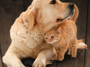 Jums ir vecs suns: ko var piedāvāt HappyDog-Shop zooveikals