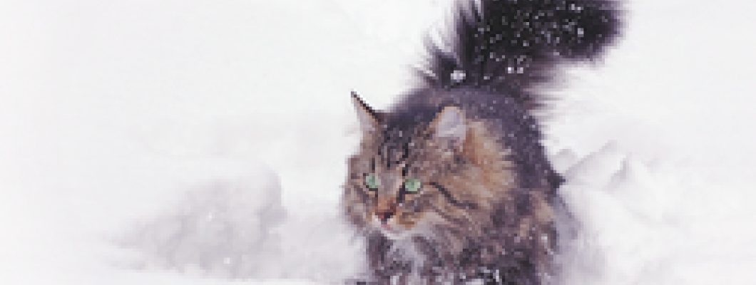 Cat in the snow - tips for the cold season